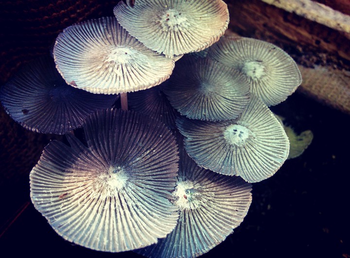 Bouquet de champignons