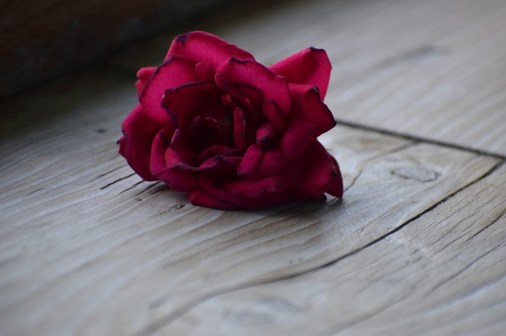 Red Rose
