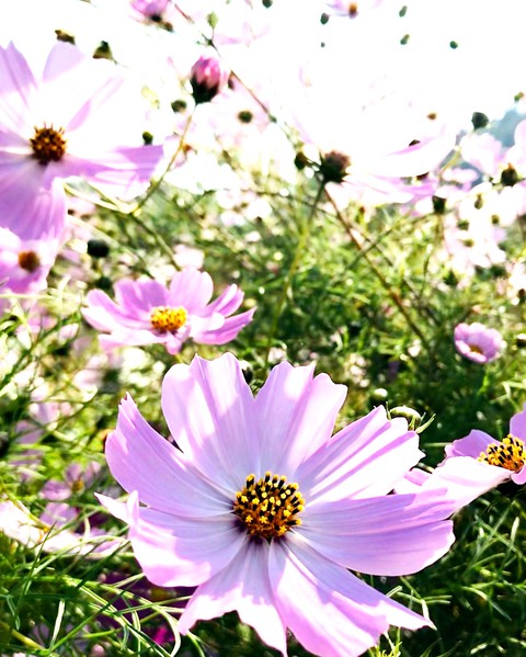 flowers?