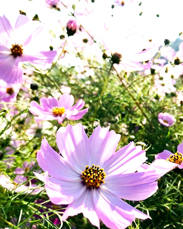 flowers?