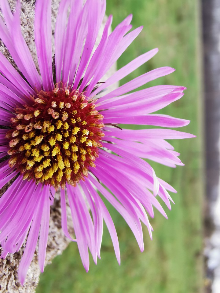autumn bloom