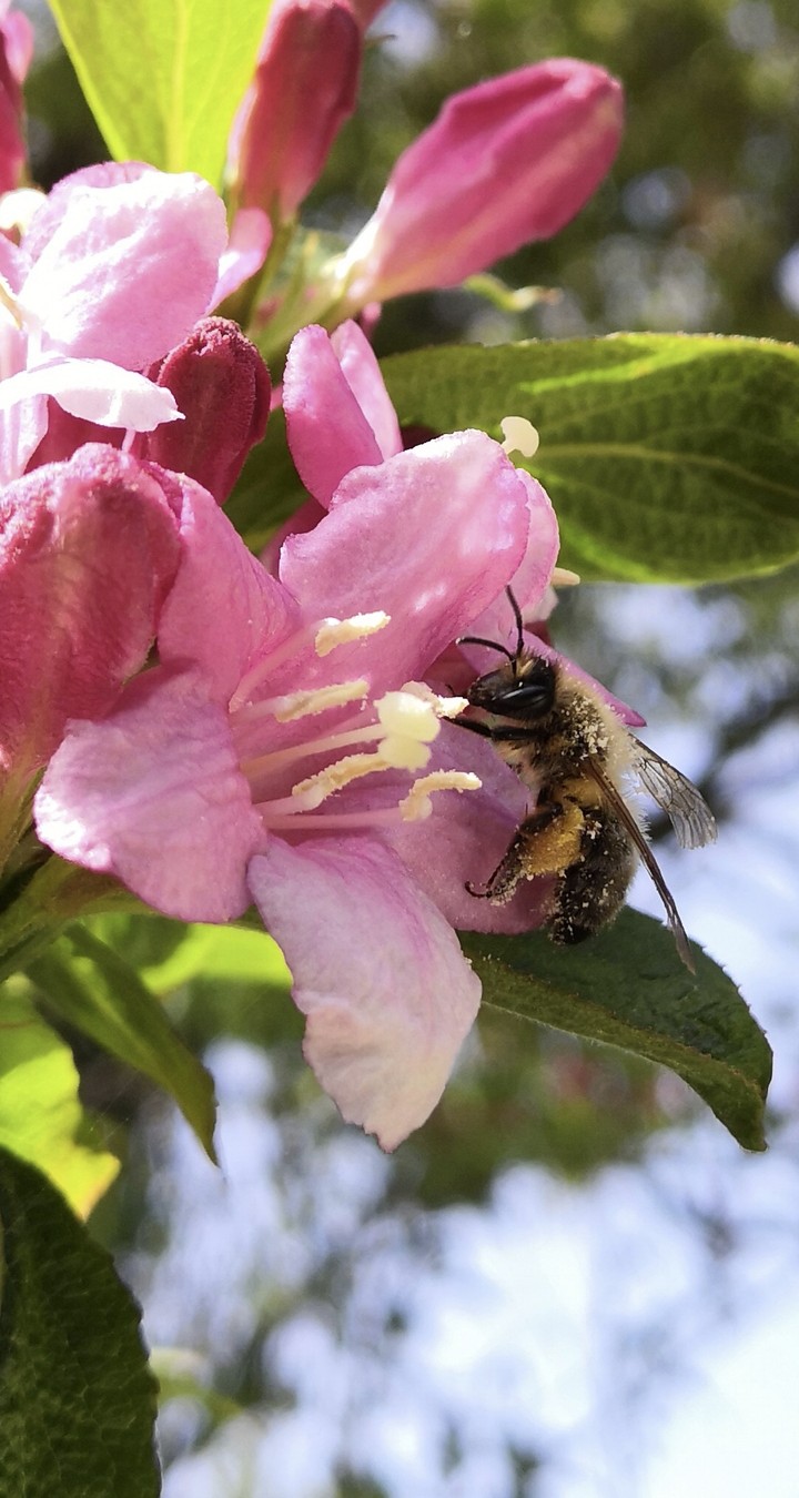 Bee and flower