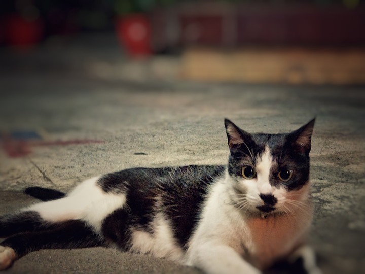 cat