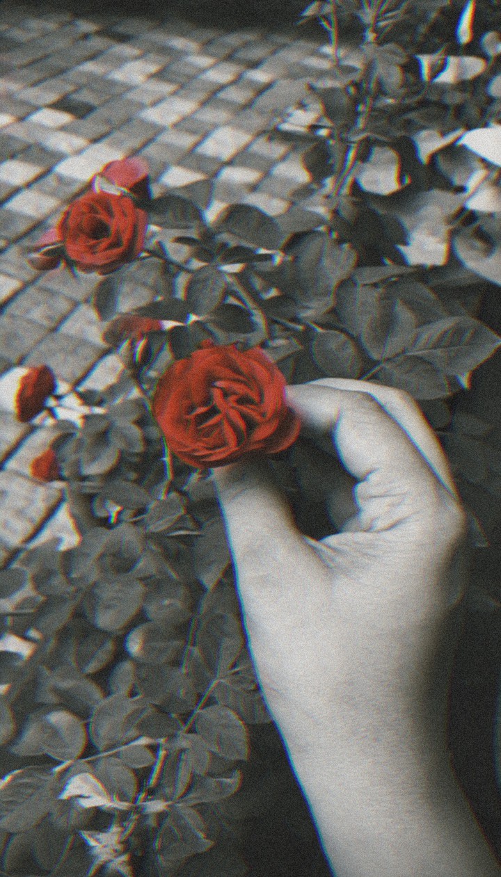 rose