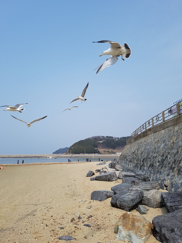 안면도 꽃지해수욕장 갈매기들