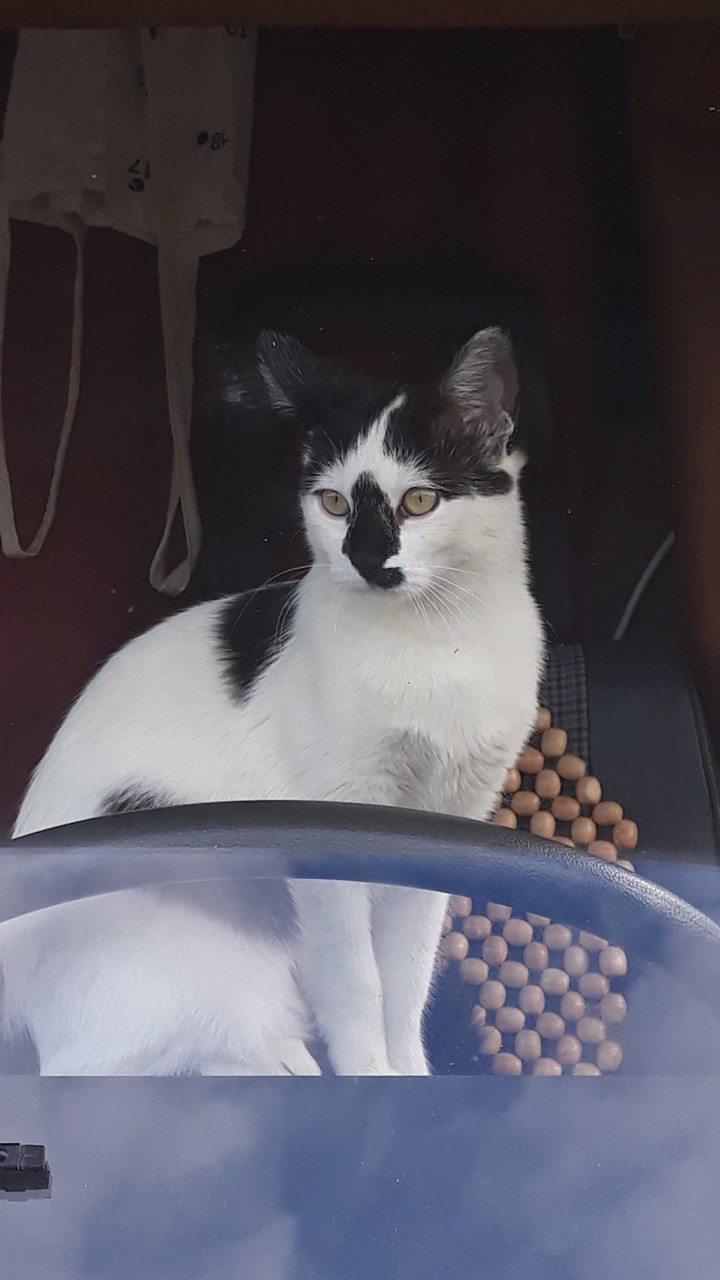 cat driving