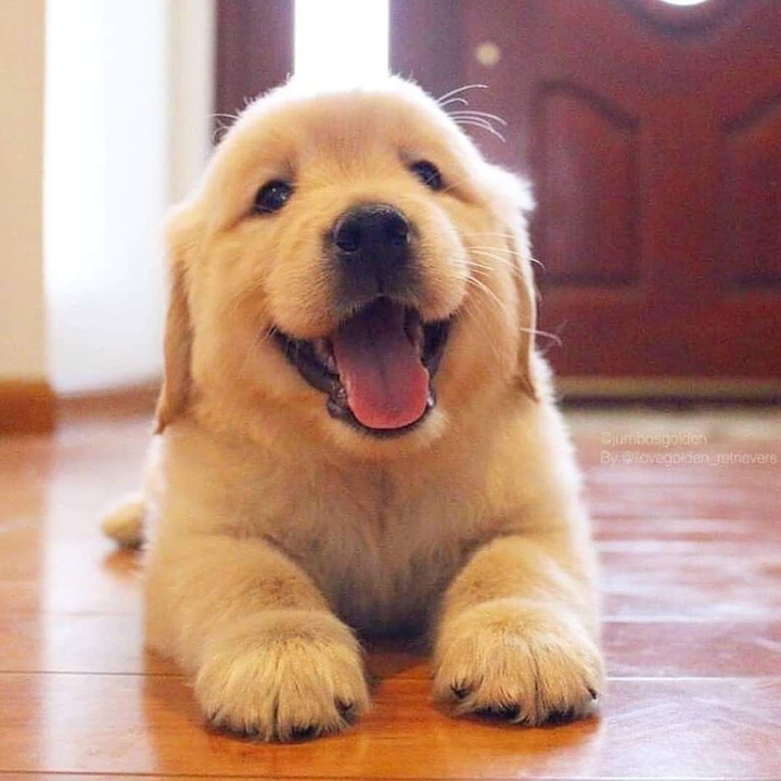 happy pup