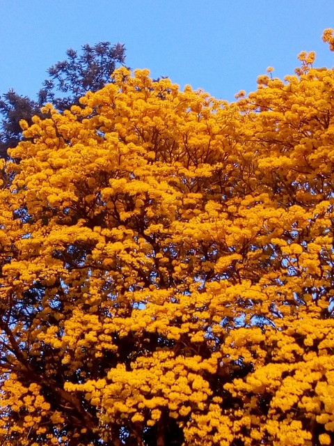 fonds d'écran deciduous, ipê