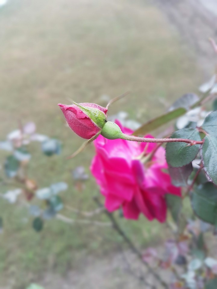 Rose ♡