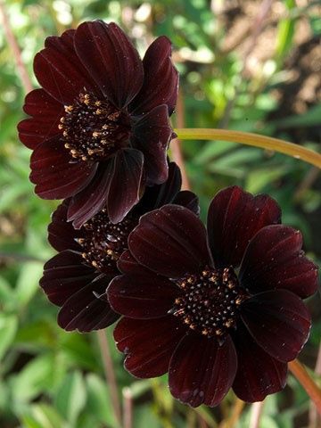 Brown flowers.
