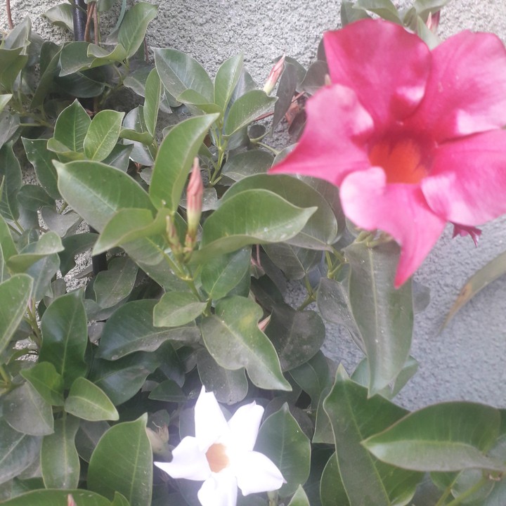 dipladenia