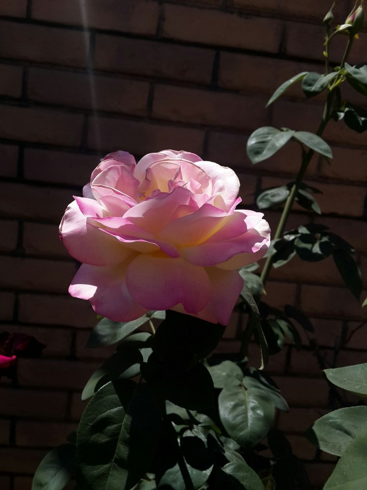 rose