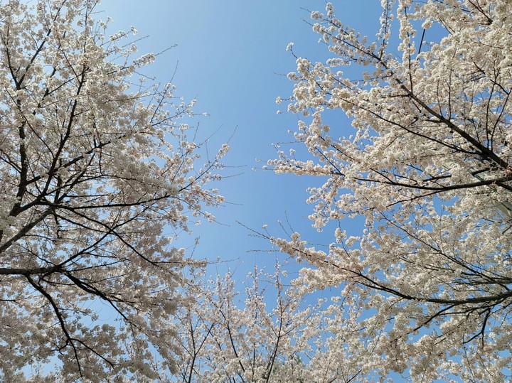 벚꽃풍년