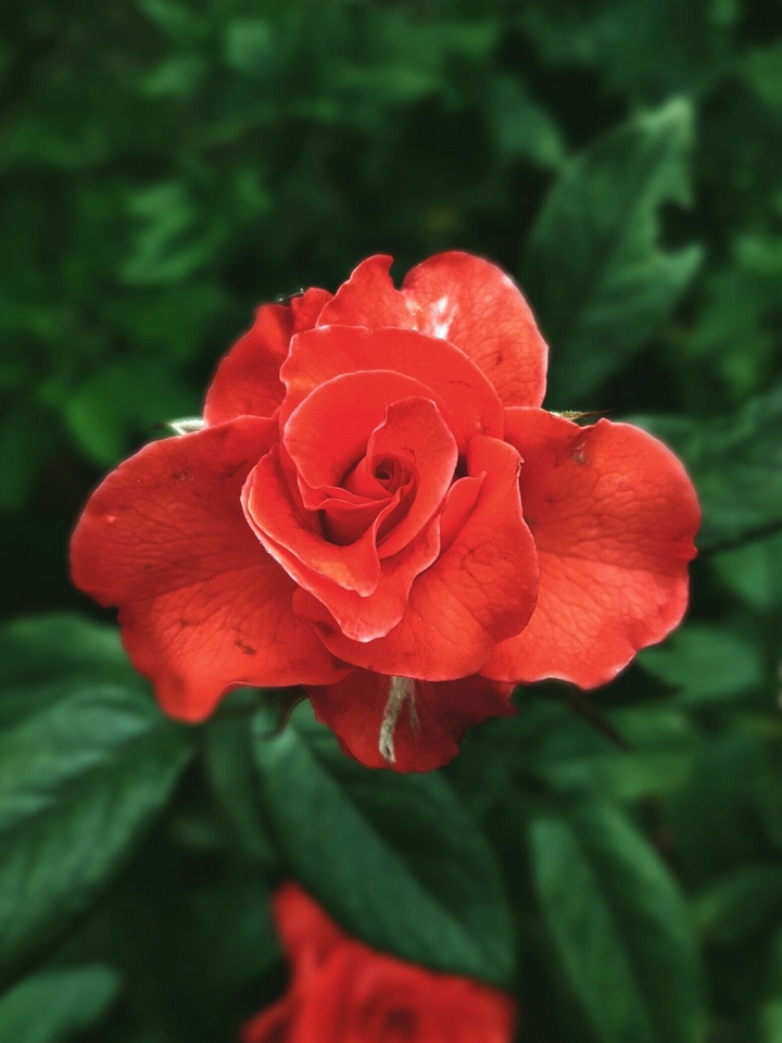 rose