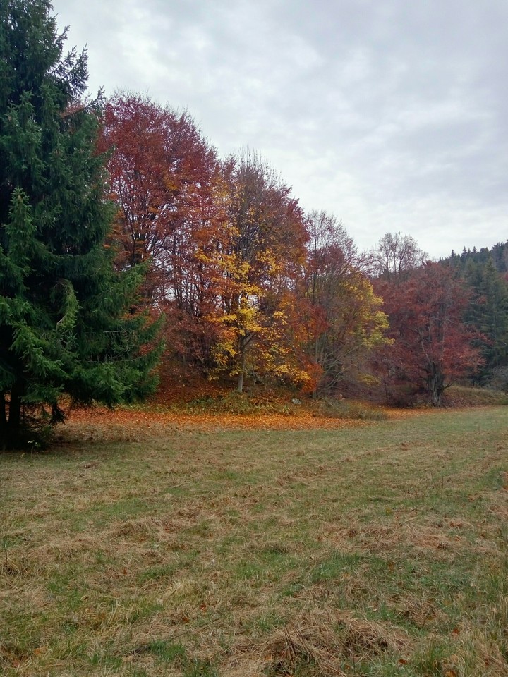 autunum,trees,color,natural