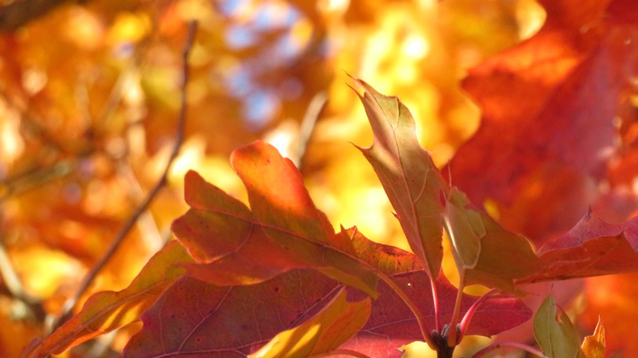 Autumn