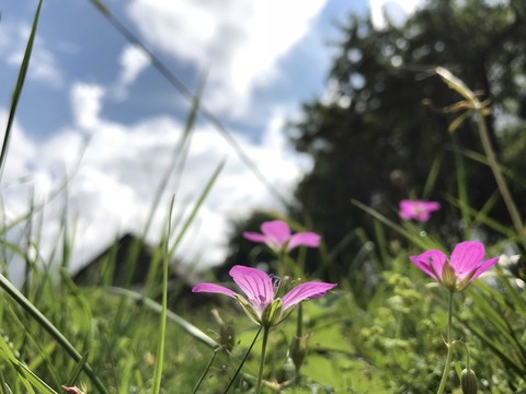 nature