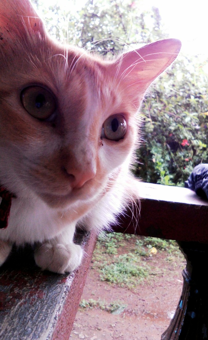 cat