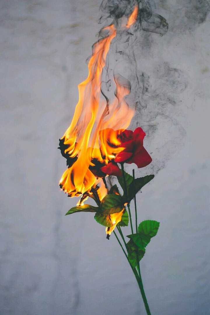 rose and fire