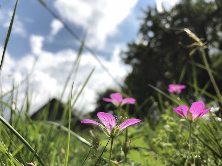 nature