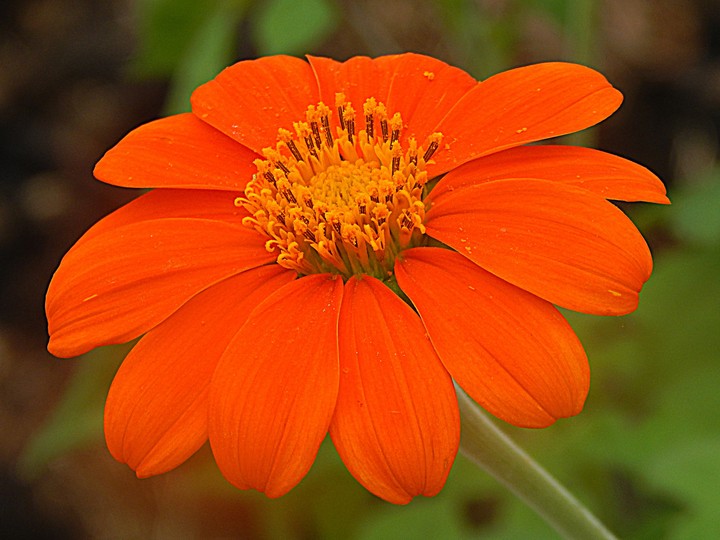 Flor
