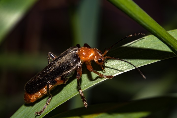 macro