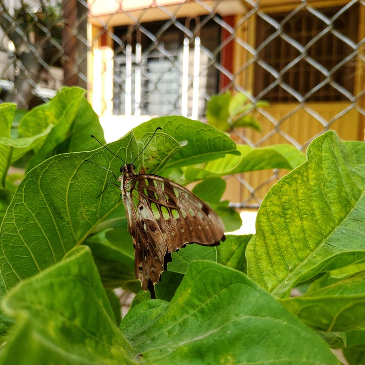 Green on green