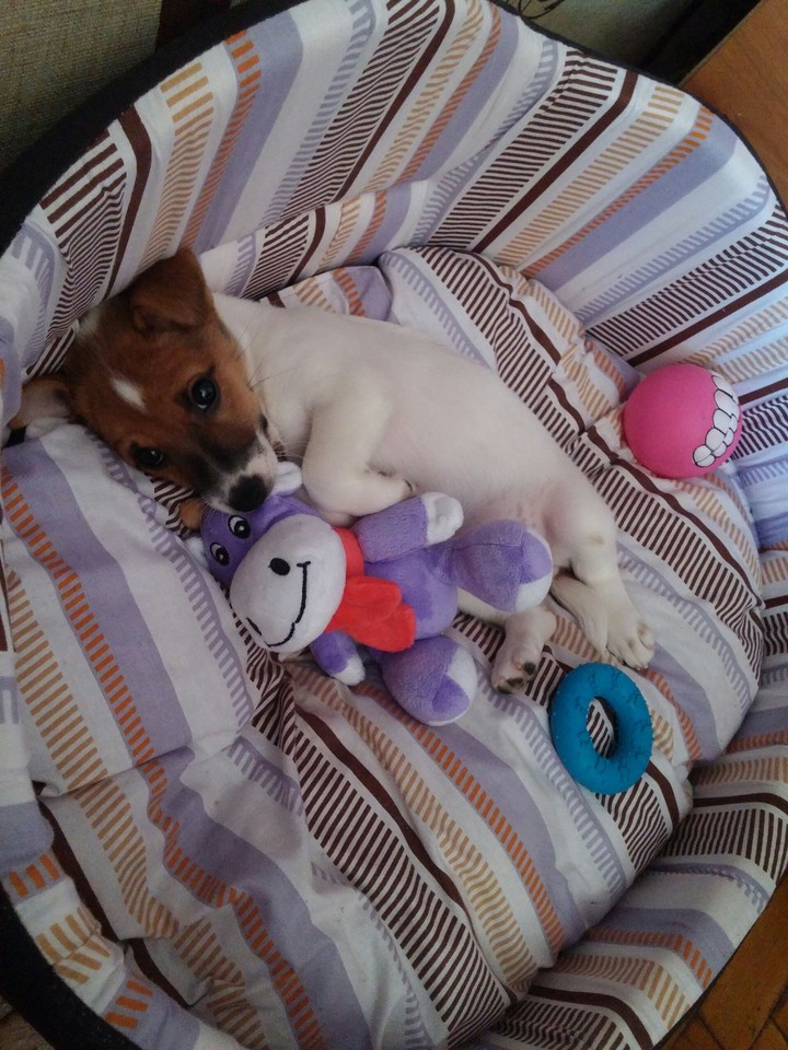 sweety dog