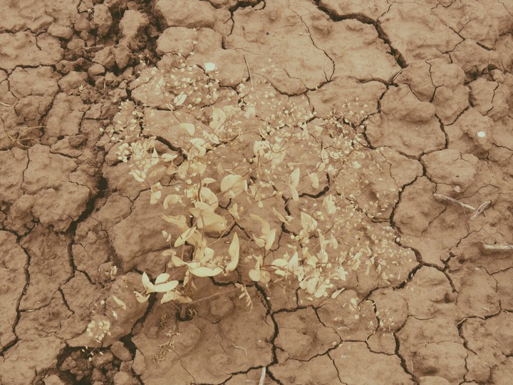 Desert Thorn