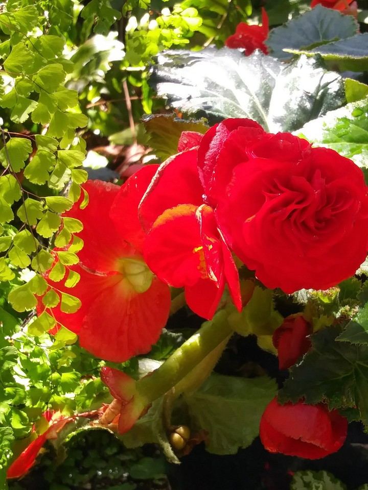 ❀