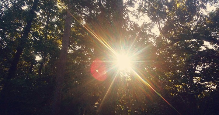 Sunset forest