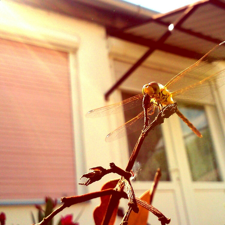 Dragonfly