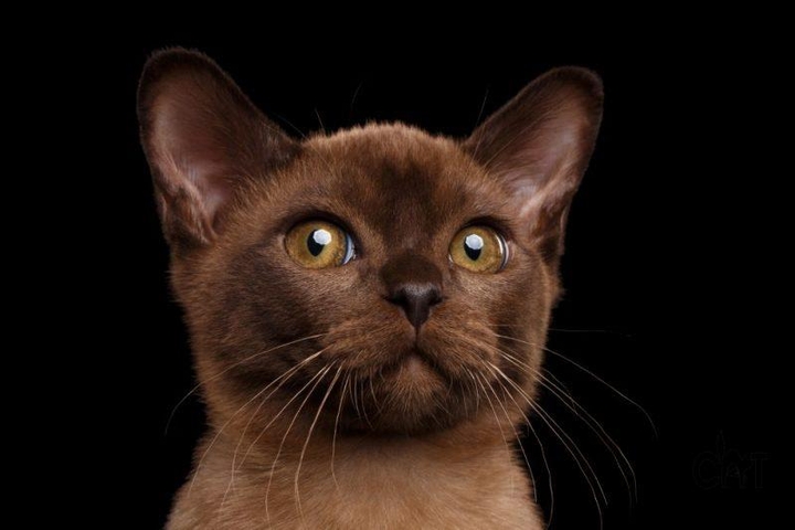 котя