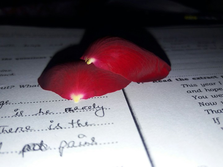 rose petals
