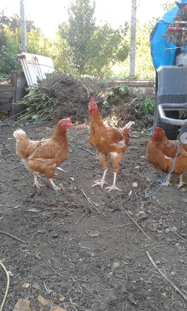 ptit coq et ses amiEs