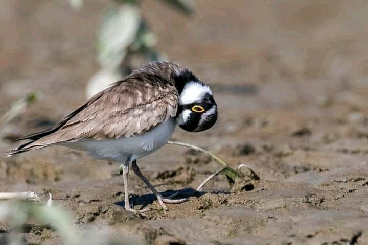 bird