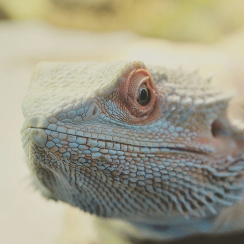 pogona