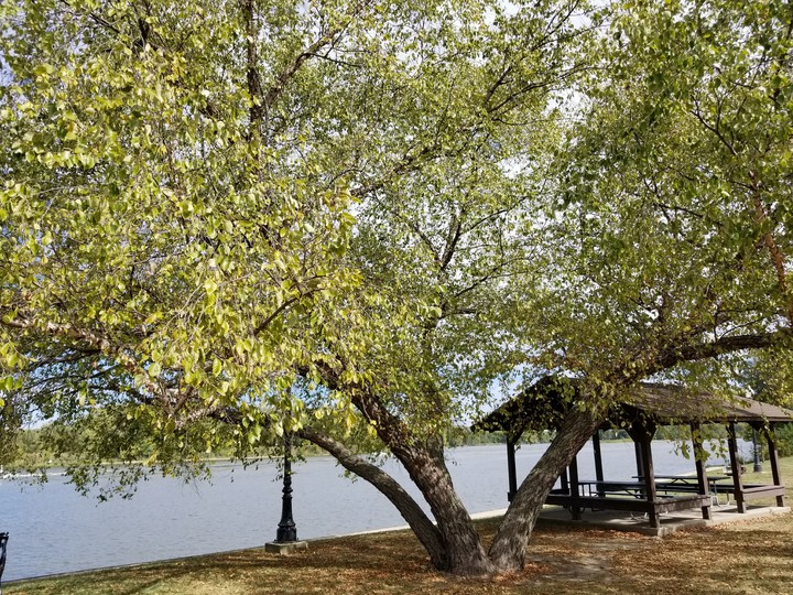 Birch by the river