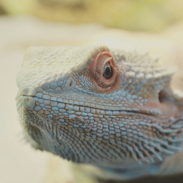 pogona