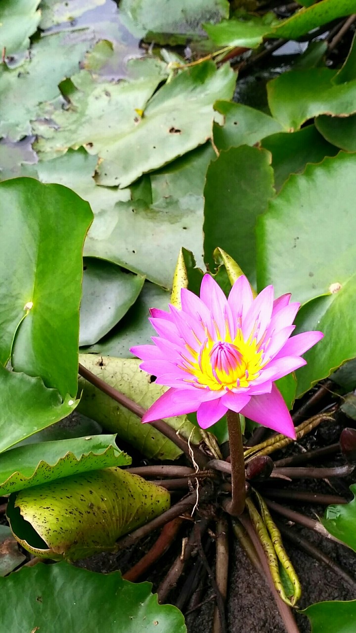 lotus