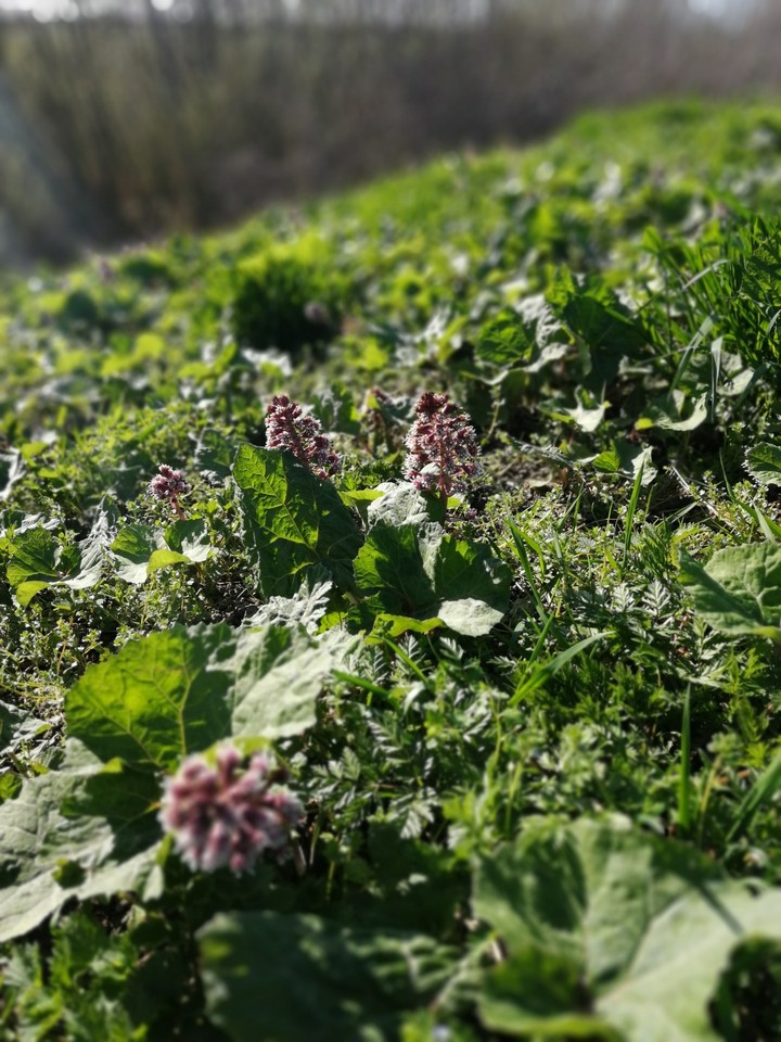 plant