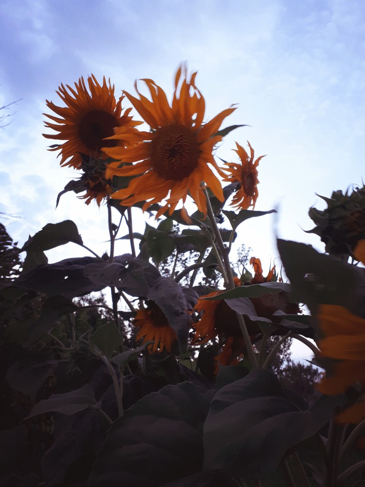 Helianthus annuus the float
