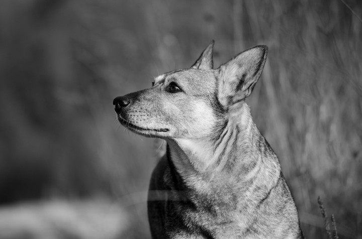 Dog Šaro
