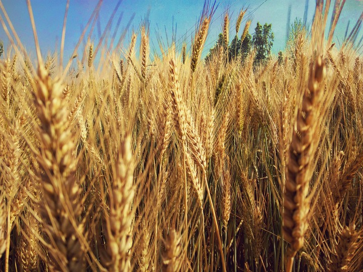 Through the golden fields.