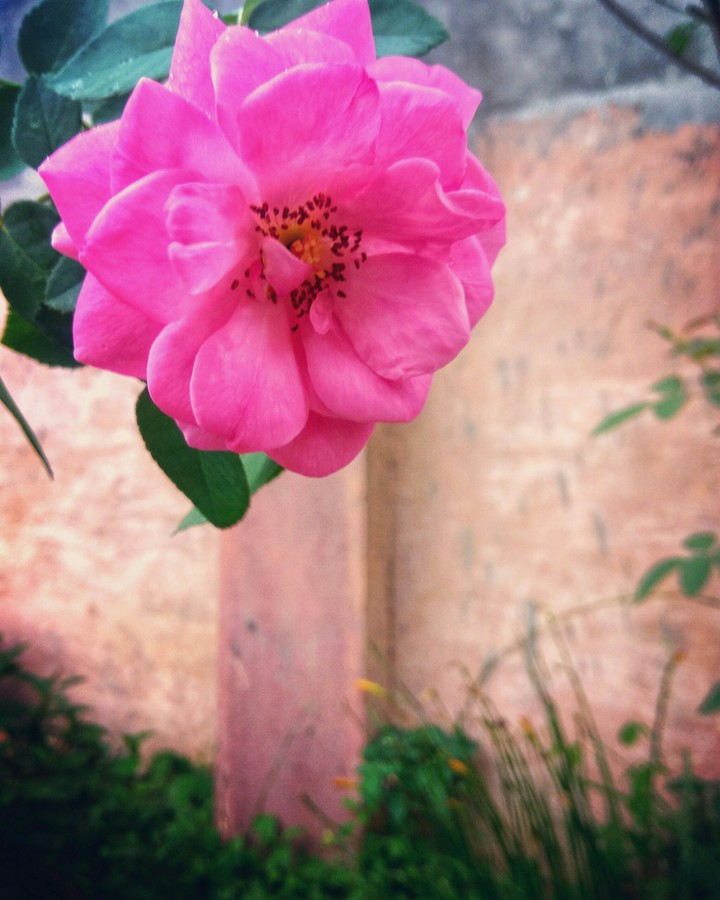 flower