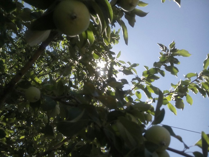 apple