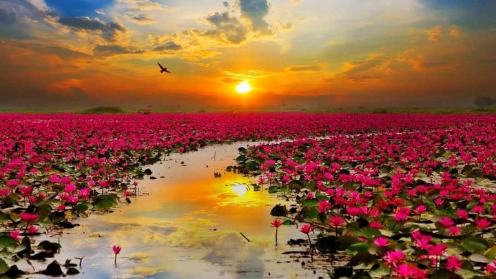 Nature's Beauty