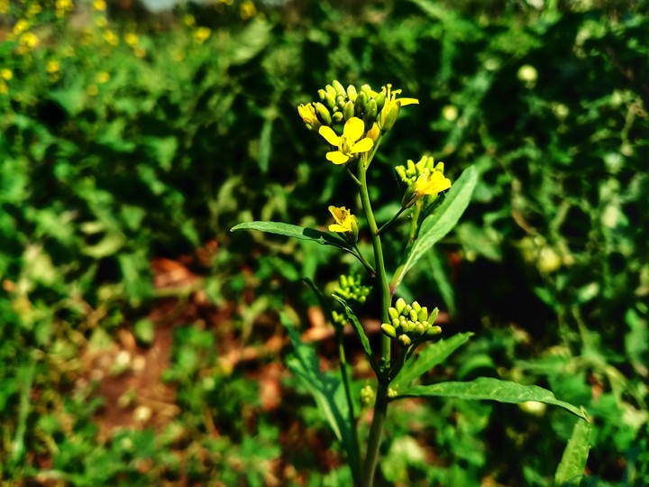 greeny