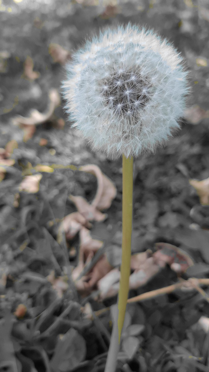 Dandelion