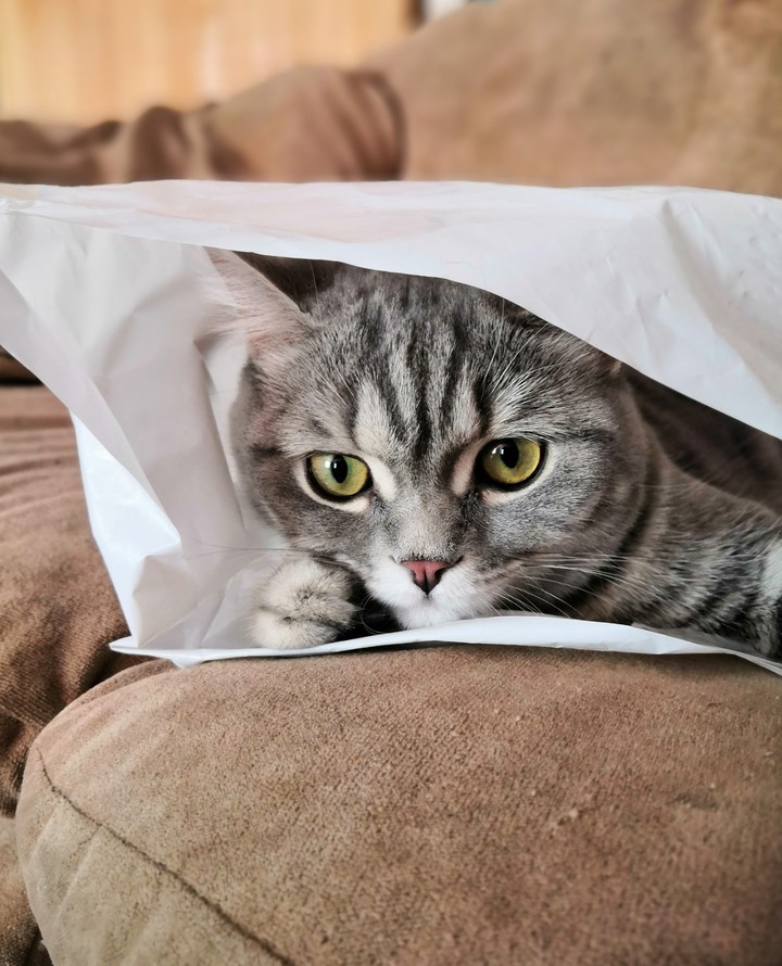 кошка
